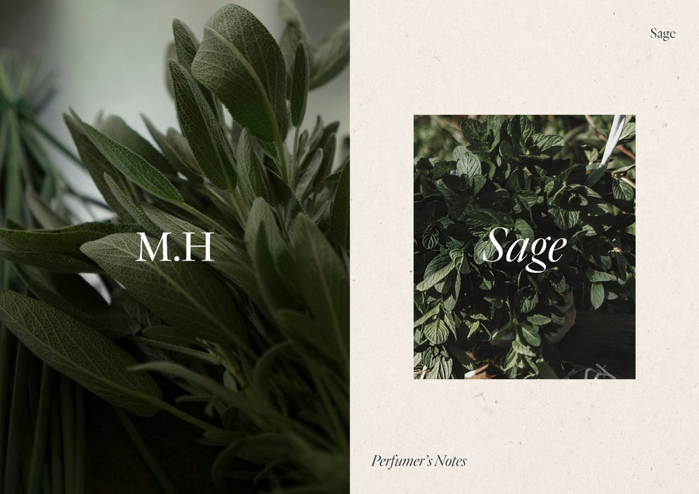 Perfumer's Notes - Sage – Miller Harris